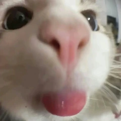 玩家头像